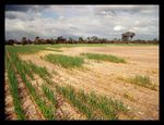 Land and water condition for agriculture: constraints and opportunities - Dr Richard George, Principal Research Scientist Department of Primary ...