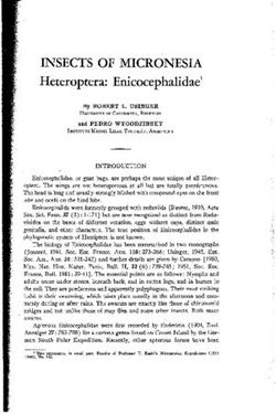 INSECTS OF MICRON SIA - Heteroptera: Enicocepha idae