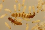 Termite Course 2019 - June 3-8, 2019 - University of Florida - Ft. Lauderdale Research and Education Center