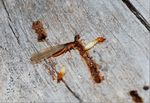 Termite Course 2019 - June 3-8, 2019 - University of Florida - Ft. Lauderdale Research and Education Center