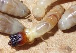 Termite Course 2019 - June 3-8, 2019 - University of Florida - Ft. Lauderdale Research and Education Center
