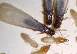 Termite Course 2019 - June 3-8, 2019 - University of Florida - Ft. Lauderdale Research and Education Center