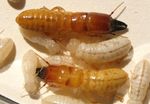 Termite Course 2019 - June 3-8, 2019 - University of Florida - Ft. Lauderdale Research and Education Center