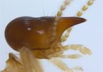 Termite Course 2019 - June 3-8, 2019 - University of Florida - Ft. Lauderdale Research and Education Center