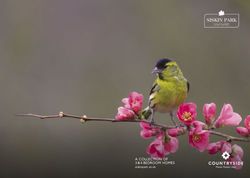 SISKIN PARK - A COLLECTION OF 3 & 4 BEDROOM HOMES siskinpark.co.uk - Countryside Properties