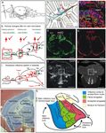 Neural pathways of olfactory kin imprinting and kin recognition in zebrafish