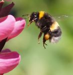 Controlling Pest Insect Invaders - EVERYONE'S RESPONSIBILITY - Tasman District Council