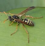 Controlling Pest Insect Invaders - EVERYONE'S RESPONSIBILITY - Tasman District Council