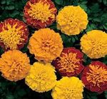 STUDY GUIDE Created by Virginia Stage Company in collaboration with Norfolk State University and The College of William & Mary