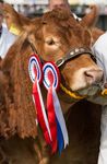 LIVESTOCK - 7 & 8 Sept 2019 - CLOSING DATE FOR ENTRIES WEDNESDAY 24TH JULY - Dorset County Show