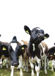 LIVESTOCK - 7 & 8 Sept 2019 - CLOSING DATE FOR ENTRIES WEDNESDAY 24TH JULY - Dorset County Show