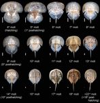A new method for quantifying heterochrony in evolutionary lineages