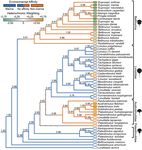A new method for quantifying heterochrony in evolutionary lineages