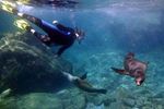 BAJA'S BOUNTY MEXICO'S SEA OF CORTÉS - desert scrub. Snorkel alongside playful sea lions and colorful invertebrates - Explor Cruises