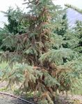 Common Issues with Conifer Trees in Montana - MSU Extension