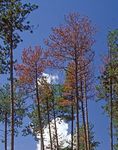 Common Issues with Conifer Trees in Montana - MSU Extension