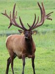 North American Elk Breeders Association 2021 March Mingle Benefit Semen Auction