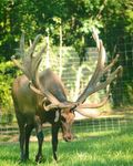 North American Elk Breeders Association 2021 March Mingle Benefit Semen Auction