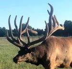 North American Elk Breeders Association 2021 March Mingle Benefit Semen Auction