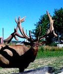 North American Elk Breeders Association 2021 March Mingle Benefit Semen Auction
