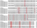 Multi tissue transcriptome analysis of two Begonia species reveals dynamic patterns of evolution in the chalcone synthase gene family