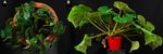 Multi tissue transcriptome analysis of two Begonia species reveals dynamic patterns of evolution in the chalcone synthase gene family