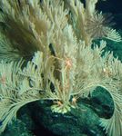 Fauna of Cobalt-Rich Ferromanganese Crust Seamounts - Technical Study: No. 8