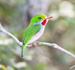 Cuba Birding 2021 Nov 30- Dec 12 - JB Journeys