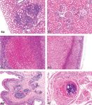 Incidences and Range of Spontaneous Findings in Control Cynomolgus Monkeys (Macaca fascicularis) Used in Toxicity Studies
