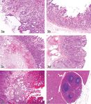Incidences and Range of Spontaneous Findings in Control Cynomolgus Monkeys (Macaca fascicularis) Used in Toxicity Studies