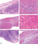 Incidences and Range of Spontaneous Findings in Control Cynomolgus Monkeys (Macaca fascicularis) Used in Toxicity Studies