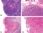 Incidences and Range of Spontaneous Findings in Control Cynomolgus Monkeys (Macaca fascicularis) Used in Toxicity Studies
