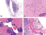 Incidences and Range of Spontaneous Findings in Control Cynomolgus Monkeys (Macaca fascicularis) Used in Toxicity Studies