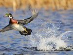 Idaho Migratory Game Bird - 2020-2021 Seasons & Rules - idfg.idaho.gov