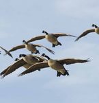 Idaho Migratory Game Bird - 2020-2021 Seasons & Rules - idfg.idaho.gov