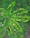 Cucumber Green Mottle Mosaic Virus