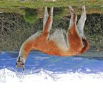 The Wild Llama By Keith Payne - New Zealand Llama Association