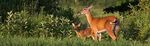 OPPORTUNITIES NOW - Meeting Wisconsin's Deer Conservation Challenges - July 2021 - Wisconsin's Green Fire