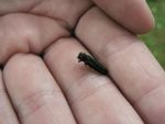 Tree Pest Alert - SDSU Extension