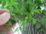 Tree Pest Alert - SDSU Extension