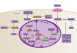 Delta-Tocotrienol Modulates Glutamine Dependence by Inhibiting ASCT2 and LAT1 Transporters in Non-Small Cell Lung Cancer (NSCLC) Cells: A ...