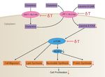 Delta-Tocotrienol Modulates Glutamine Dependence by Inhibiting ASCT2 and LAT1 Transporters in Non-Small Cell Lung Cancer (NSCLC) Cells: A ...