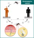 The Role of Temperature in Shaping Mosquito-Borne Viruses Transmission - Frontiers