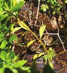 Burmese Pythons in South Florida - Scientific Support for Invasive Species Management