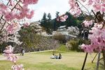 Cherry Blossoms in Kinosaki Onsen - Gorgeous Scenes of Sakura in a Hot Spring Town - Visit Kinosaki
