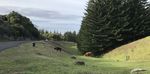 Norfolk Island Health Service Public Discussion Paper - Norfolk Island Health and Residential Aged Care Services - facilities replacement project