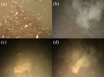 Increasing benthic vent formation: a threat to Japan's ancient lake - Nature