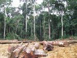 Addressing subcontracting issue to improve timber production - Alain Karsenty, Senior Scientist (economist) - AFORPOLIS