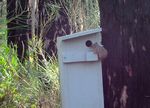 Building nest boxes after fire - Landscape South Australia