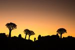 WILDLIGHT SAFARIS - Ancient Desert Etosha National Park Atlantic Ocean Damara Land Himba Village - Wildlight Safaris Africa